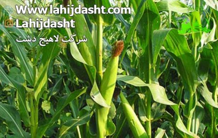 کنجاله جرم ذرت