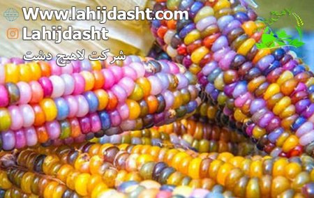 آنالیز فیزیکی و شیمیایی کنجاله ذرت