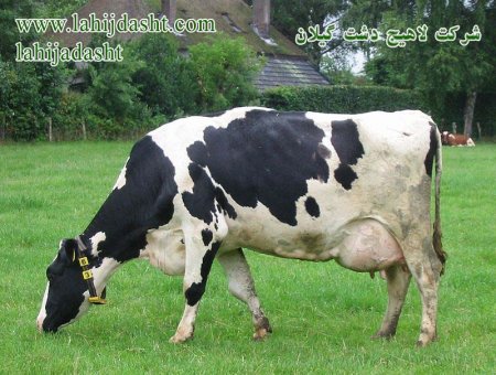 کاربرد کنجاله آفتابگردان  درخوراک دام و طیور