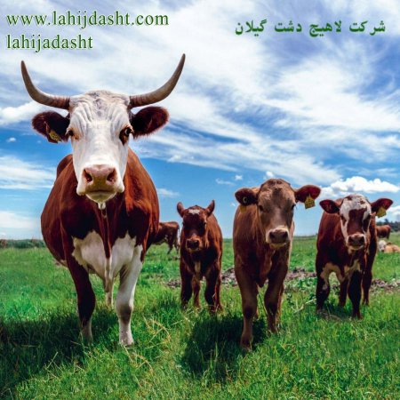 تاثیر تفاله بر کیفیت جیره