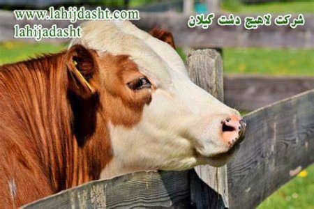 کنجاله کنجد منبع مناسب تامین پروتئین جیره