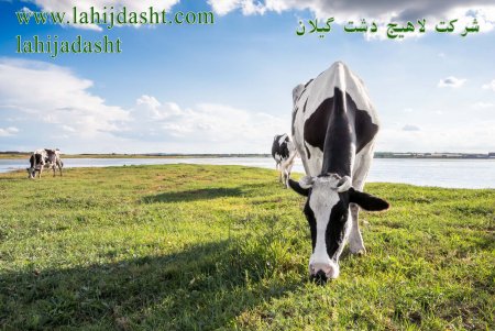 مقایسه پروتئین انواع کنجاله