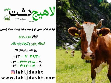 کنجاله برای دام