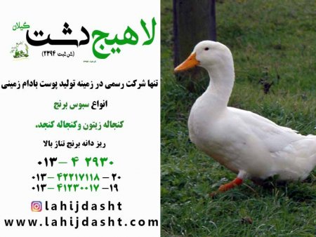 کنجاله سویا و نقش آن در تغذیه طیور