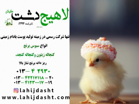 بهترین غذای جوجه چه چیزی است ؟