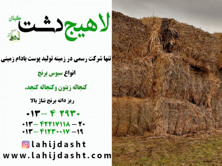 انواع کاه و کلش خوراک دام مرغوب
