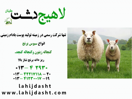کنجاله کلزا و نقش آن در تغذیه گوسفندان
