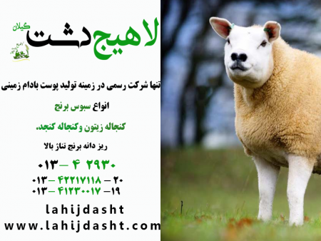 مواد غذایی مناسب خوراک دام