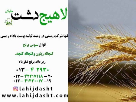 خرید عمده گندم برای خوراک طیور