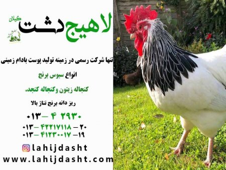 اثرات مفید آنزیم در بهبود عملکرد مرغان تخمگذار و گوشتی