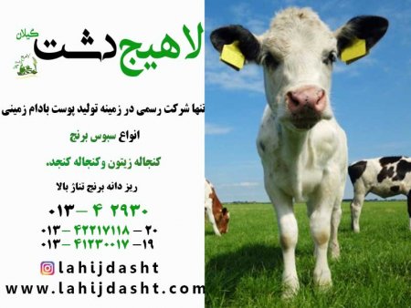 کنجاله کلزا