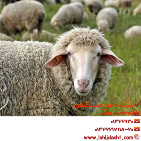 سبوس برنج برای گوسفندان