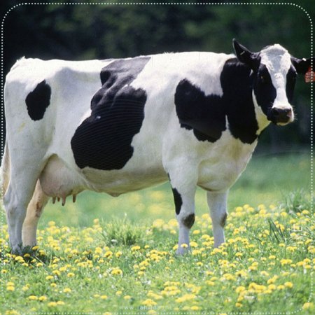 تغذیه صحیح گاوهای شیری