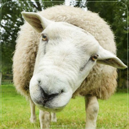 نشانه­ های کمبود ویتامین A در گوسفند
